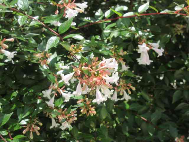 IMG_1506[1]